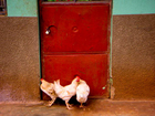 Contact Mwenya Uganda